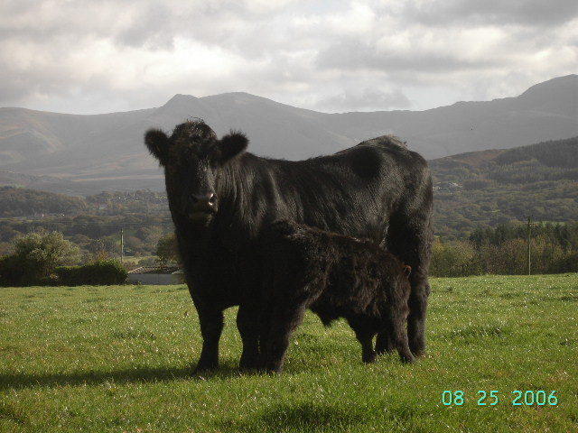 Tyddyn Perthi Farm Villa Llanberis Luaran gambar