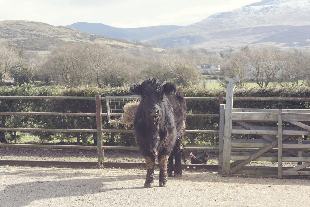 Tyddyn Perthi Farm Villa Llanberis Luaran gambar